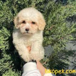 Safkan Anne Babadan Dişi Ve Erkek Maltipoo Yavrularım 4