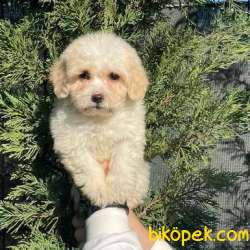 Safkan Anne Babadan Dişi Ve Erkek Maltipoo Yavrularım 5