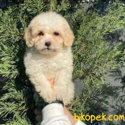 Safkan Anne Babadan Dişi Ve Erkek Maltipoo Yavrularım 3