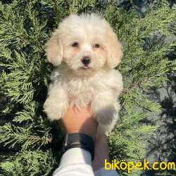 Safkan Anne Babadan Dişi Ve Erkek Maltipoo Yavrularım 1