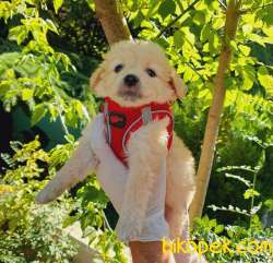 Safkan Anne Babadan Maltipoo Kızım 1