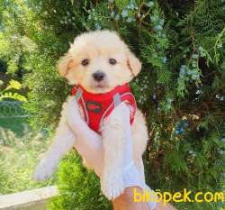 Safkan Anne Babadan Maltipoo Kızım 2