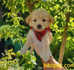 Safkan Anne Babadan Maltipoo Kızım 3