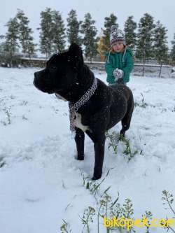 SAFKAN AŞILARI TAM 2 YAŞINDA CANE CORSO 3