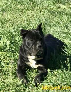 SAFKAN AŞILARI TAM 2 YAŞINDA CANE CORSO 2