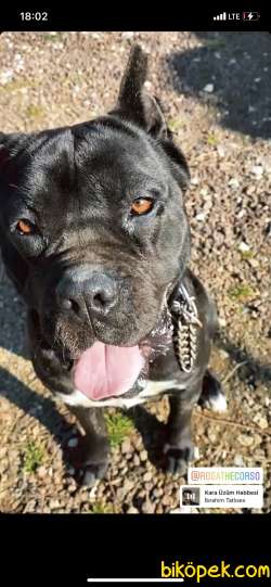 SAFKAN AŞILARI TAM 2 YAŞINDA CANE CORSO 4