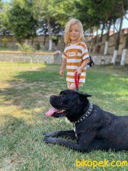 SAFKAN AŞILARI TAM 2 YAŞINDA CANE CORSO 1