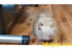 SAFKAN AYI SURAT POFUDUK POMERANİAN BOO YAVRULARIMIZ 4