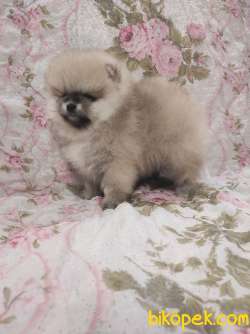 SAFKAN AYI SURAT POFUDUK POMERANİAN BOO YAVRULARIMIZ 5