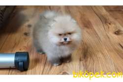 SAFKAN AYI SURAT POFUDUK POMERANİAN BOO YAVRULARIMIZ 1