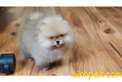 SAFKAN AYI SURAT POFUDUK POMERANİAN BOO YAVRULARIMIZ 2