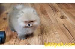 SAFKAN AYI SURAT POFUDUK POMERANİAN BOO YAVRULARIMIZ 3