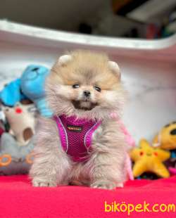 Safkan Ayıcık Surat Pomeranian Boo Yavrularımız 5