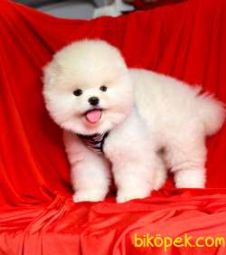 Safkan Ayıcık Surat Pomeranian Boo Yavrularımız 4