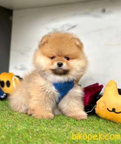 Safkan Ayıcık Surat Pomeranian Boo Yavrularımız 5