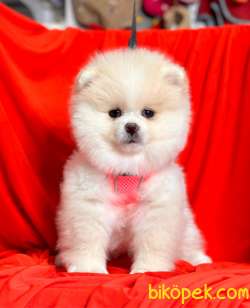 Safkan Ayıcık Surat Pomeranian Boo Yavrularımız 2