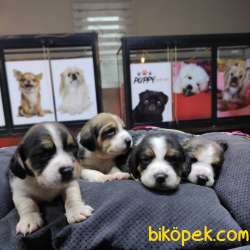 SAFKAN BEAGLE BEBEKLER IRK GARANTİLİ 1