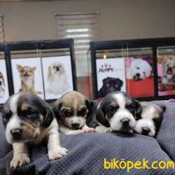 SAFKAN BEAGLE BEBEKLER IRK GARANTİLİ 3