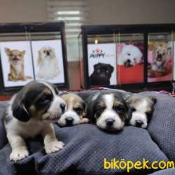 SAFKAN BEAGLE BEBEKLER IRK GARANTİLİ 2
