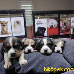 SAFKAN BEAGLE BEBEKLER IRK GARANTİLİ 4