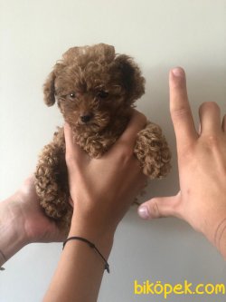 SAFKAN BEBEK SURAT TOY POODLE YAVRULARIMIZ 3
