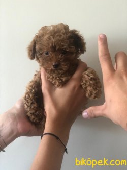 SAFKAN BEBEK SURAT TOY POODLE YAVRULARIMIZ 2