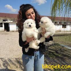SAFKAN BEMBEYAZ SAMOYED BEBEKLER 2