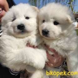 SAFKAN BEMBEYAZ SAMOYED BEBEKLER 4