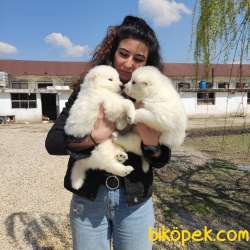 SAFKAN BEMBEYAZ SAMOYED BEBEKLER 1