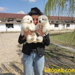 SAFKAN BEMBEYAZ SAMOYED BEBEKLER 3