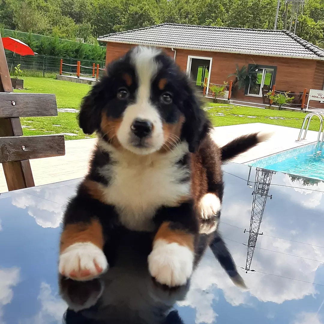 SAFKAN  BERNESE MOUNTAIN DOG 2