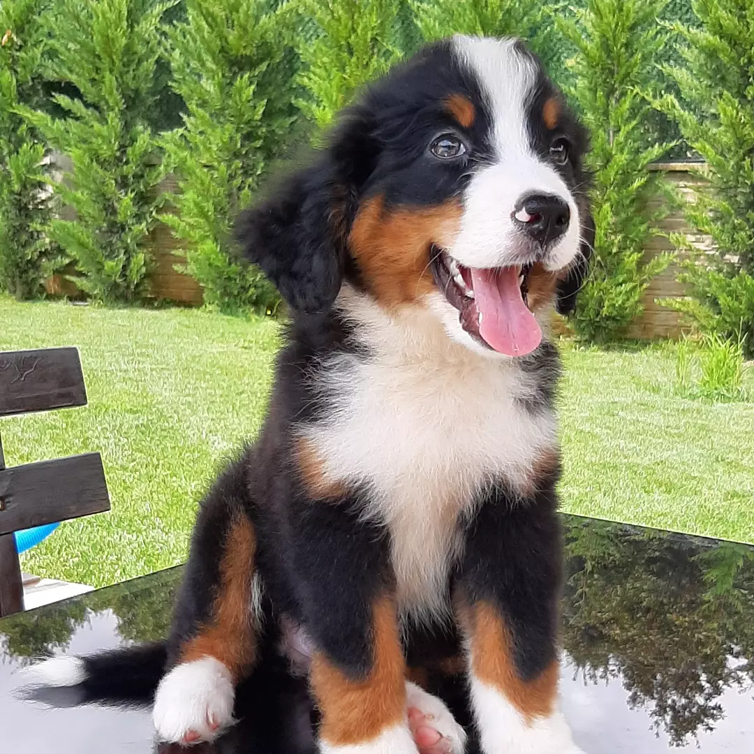 SAFKAN  BERNESE MOUNTAIN DOG 3
