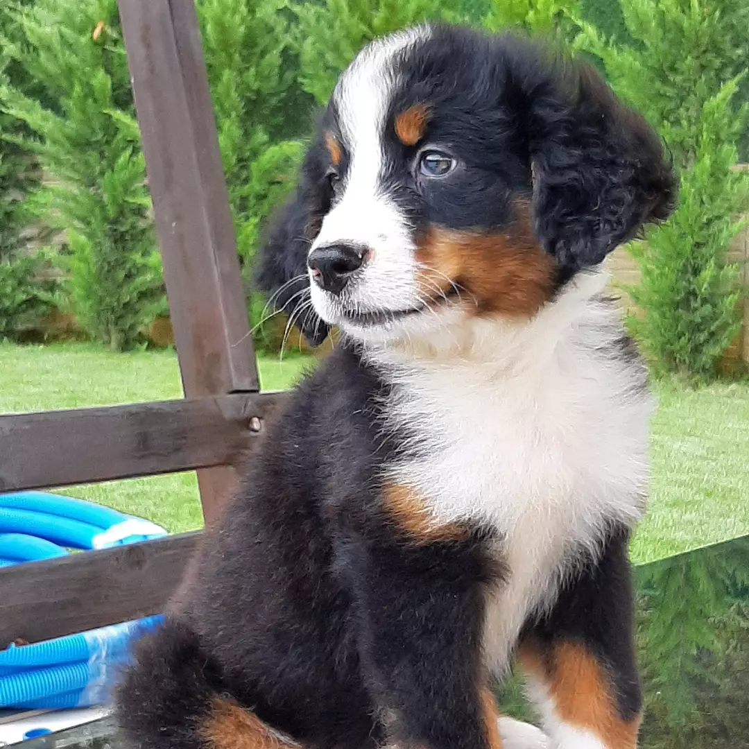 SAFKAN  BERNESE MOUNTAIN DOG 5