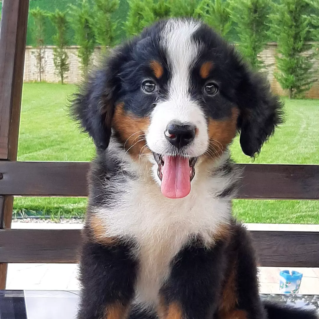 SAFKAN  BERNESE MOUNTAIN DOG 1