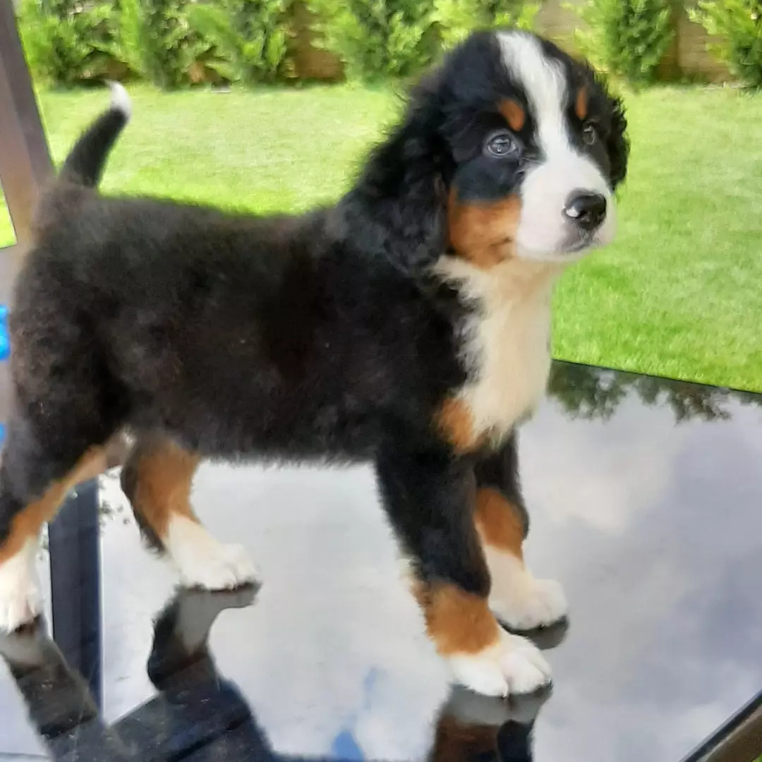 SAFKAN  BERNESE MOUNTAIN DOG 4