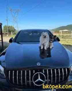 Safkan Beyaz Pomeranian Boo 2