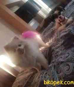 Safkan Beyaz Pomeranian Boo 4