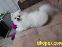 Safkan Beyaz Pomeranian Boo 3