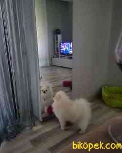 Safkan Beyaz Pomeranian Boo 1