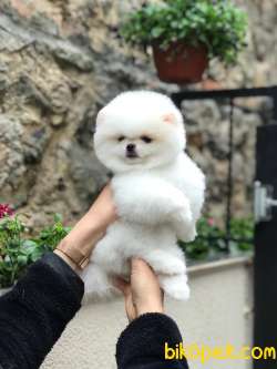 SAFKAN BEYAZ POMERANİAN TEDDY BEAR DİŞİ VE ERKEK