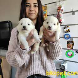 SAFKAN BEYAZ SAMOYED BEBEKLER 1
