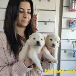 SAFKAN BEYAZ SAMOYED BEBEKLER 2