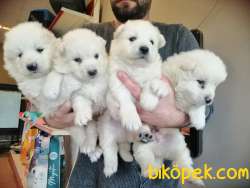 SAFKAN BEYAZ SAMOYED BEBEKLER IRK GARANTİLİ 1