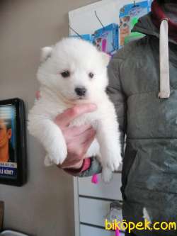 SAFKAN BEYAZ SAMOYED BEBEKLER IRK GARANTİLİ 3