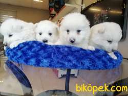 SAFKAN BEYAZ SAMOYED BEBEKLER IRK GARANTİLİ 2