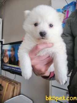 SAFKAN BEYAZ SAMOYED BEBEKLER IRK GARANTİLİ 4