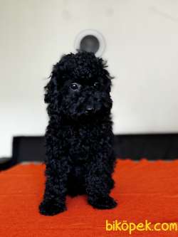 Safkan Black Toy Poodle Yavrular - Servi̇s İmkanı 4