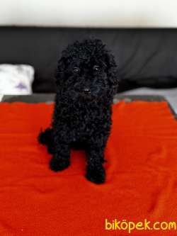 Safkan Black Toy Poodle Yavrular - Servi̇s İmkanı 5