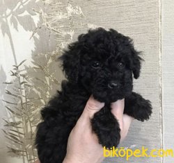 Safkan Blacktan Yavrular 2
