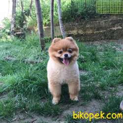 SAFKAN (BOO) POMERANİAN  YAVRULARI VONALP GARANTİSİYLE 3